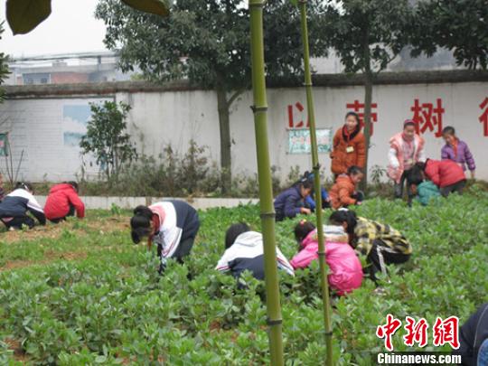 江西一小学建劳动基地每个学生有“责任地”(图)